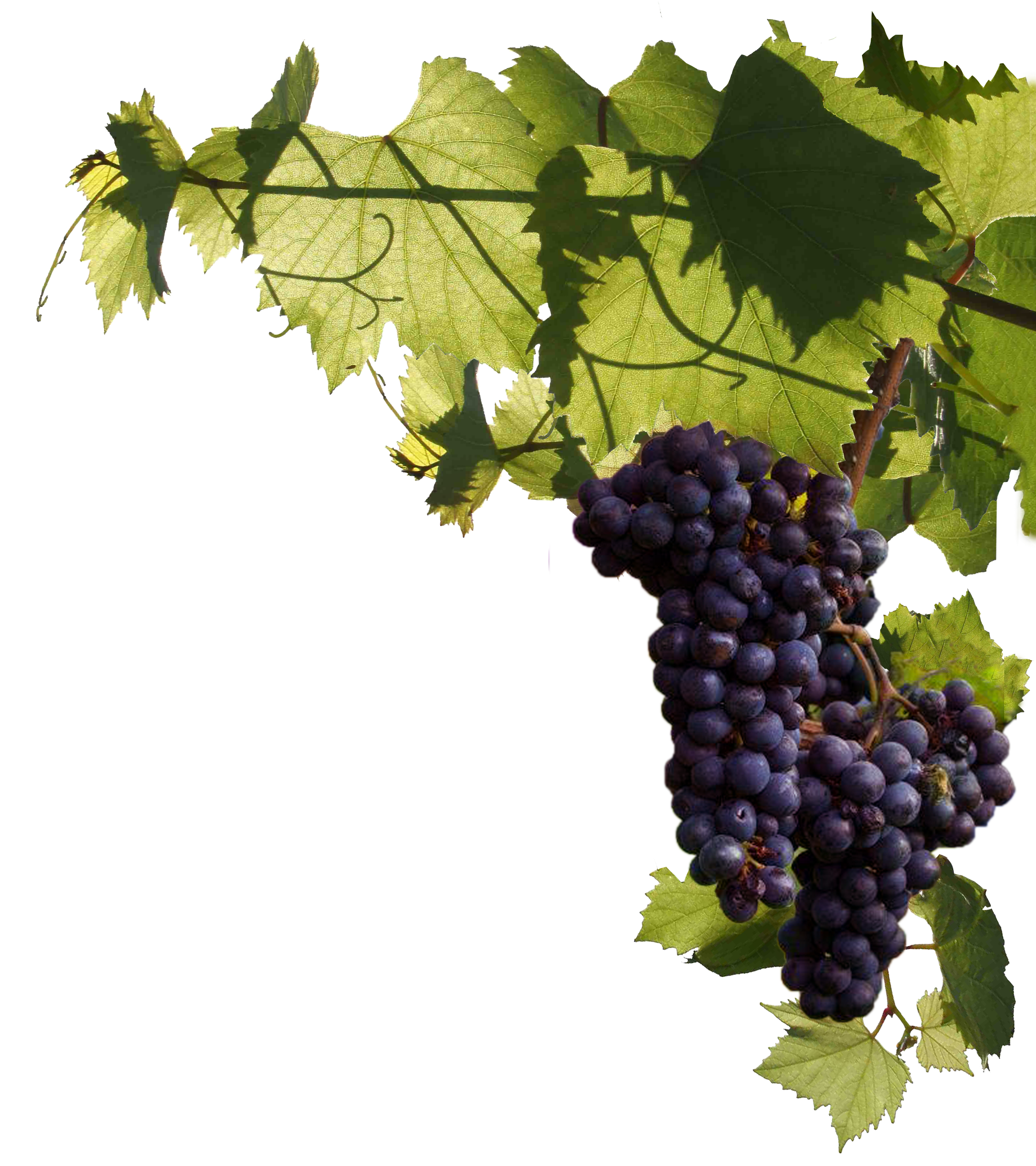 Wine grapes